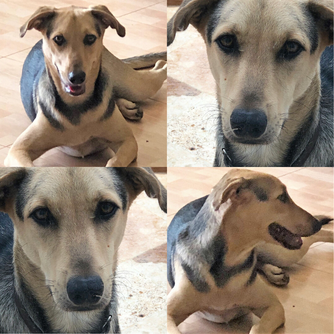 Enlarge Gabriel, a Adopted mixed breed in Incline Village, NV image 4/10