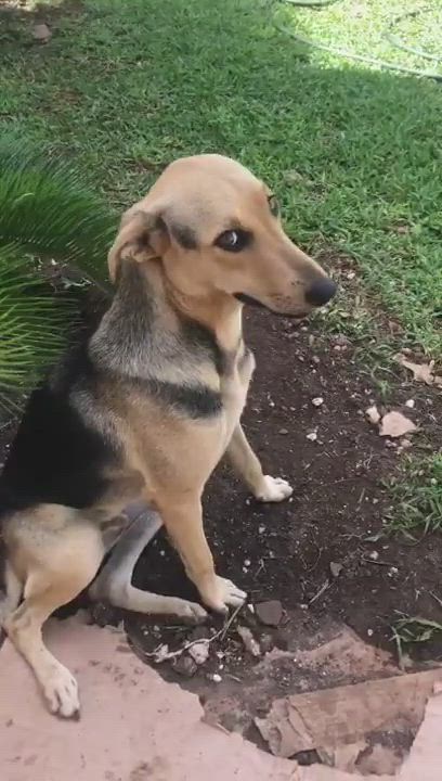 Enlarge Gabriel, a Adopted mixed breed in Incline Village, NV video 9/10