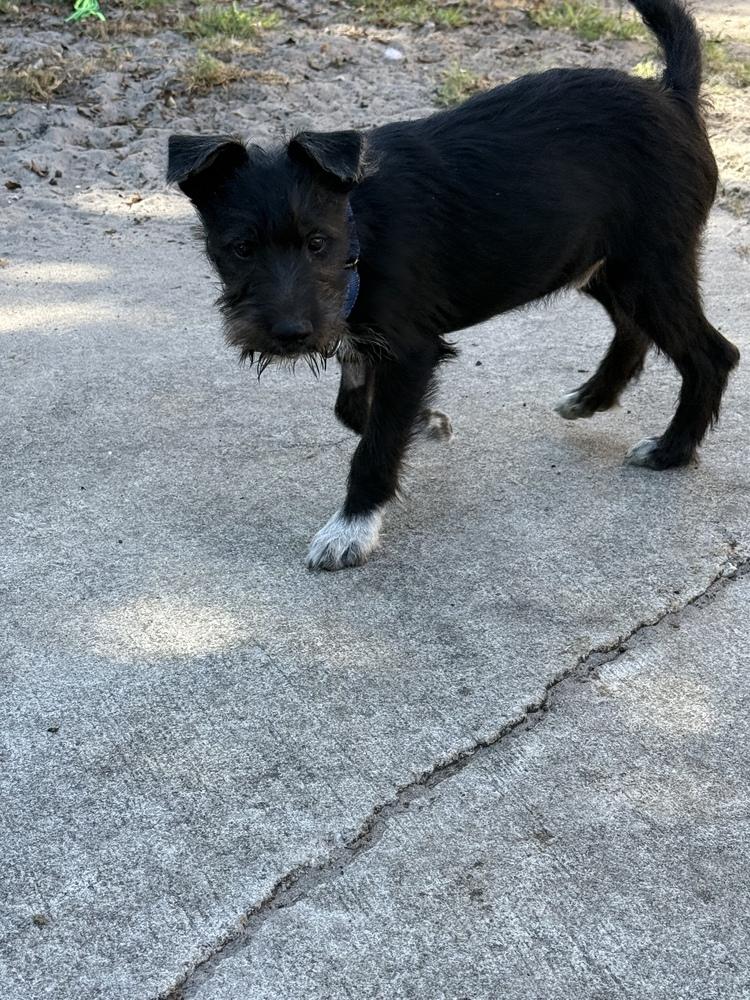 Kodiak, Adoptable, Puppy Male Schnauzer & Husky.