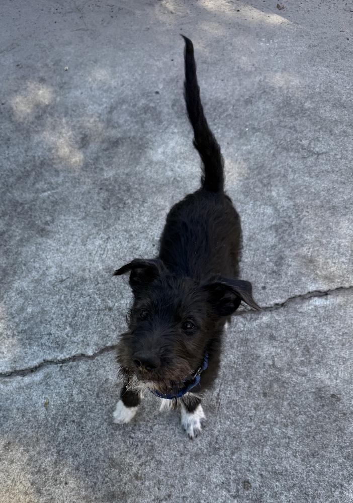 Enlarge Kodiak, a Adoptable mixed breed in West Palm Beach, FL image 2/6