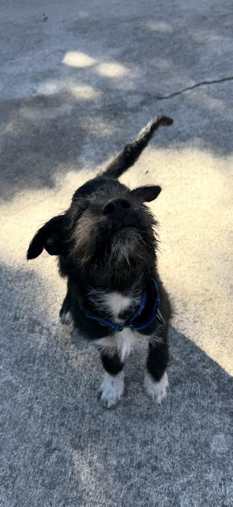 Enlarge Kodiak, a Adoptable mixed breed in West Palm Beach, FL image 3/6