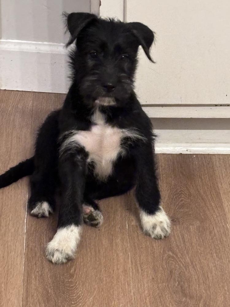 Enlarge Kodiak, a Adoptable mixed breed in West Palm Beach, FL image 5/6