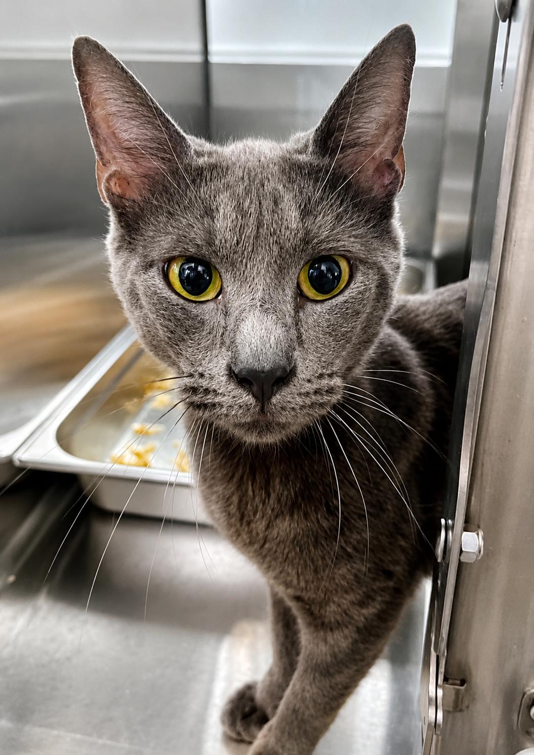 Enlarge Malibu, a Adoptable Domestic Short Hair in Moundsville, WV image 1/1