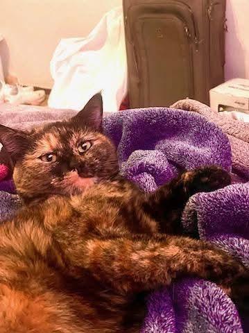 Enlarge Noodles, a ADOPTABLE Domestic Short Hair in Antioch, CA image 2/2