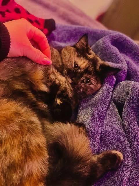 Enlarge Noodles, a ADOPTABLE Domestic Short Hair in Antioch, CA image 1/2