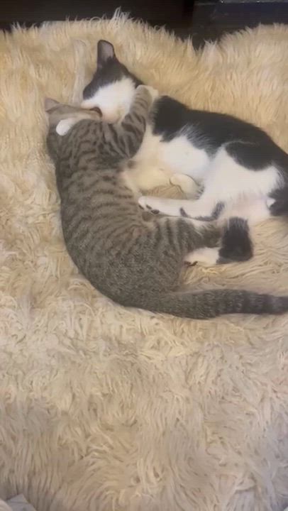Enlarge Michelle & LG, a Adopted mixed breed in Portland, OR video 6/6