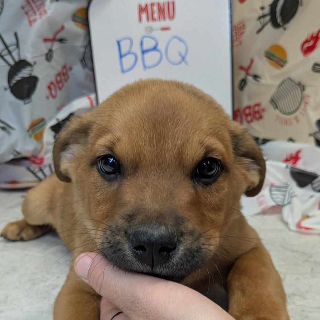 (Event 5/20) BBQ, Adoptable, Puppy Male Mixed Breed.