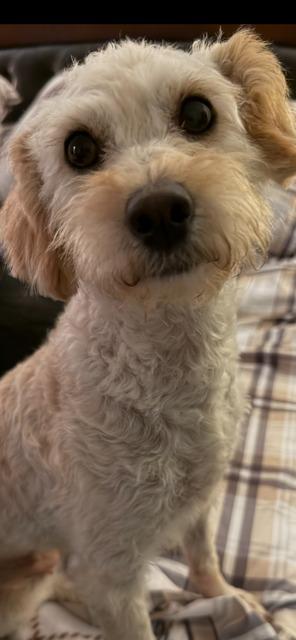 MARNIE, Adoptable, Adult Female Poodle.