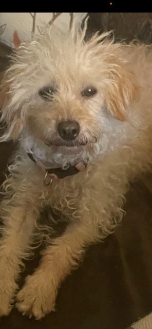 MARNIE, a Adoptable Poodle in Newaygo, MI image 2/2