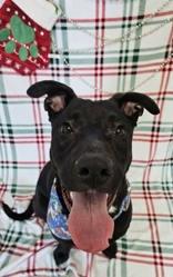 Enlarge Bronx, a ADOPTABLE Mixed Breed in Manitowoc, WI image 1/1