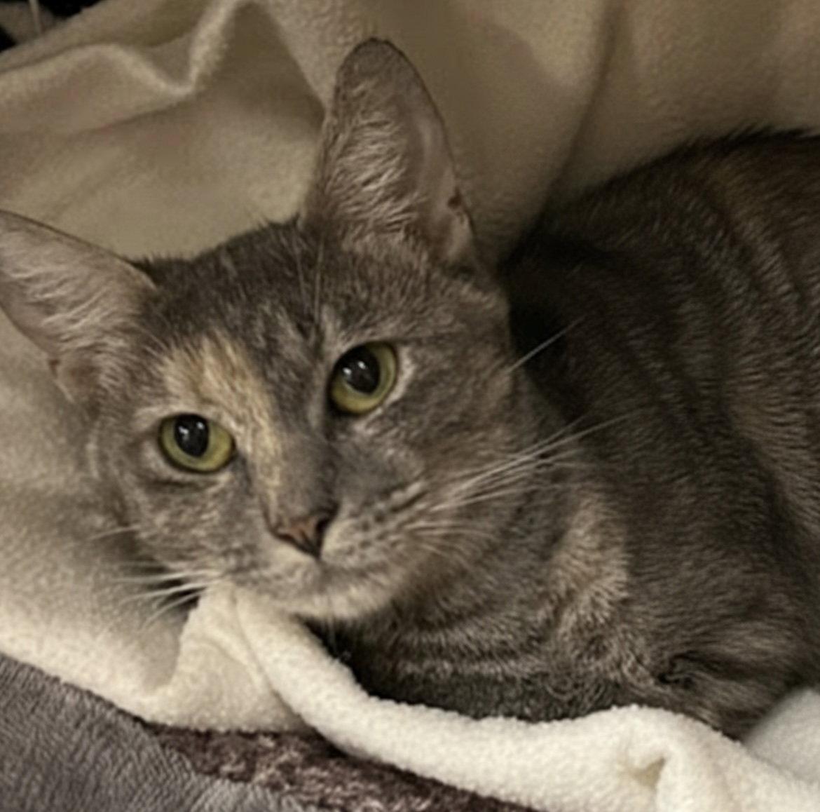 Bonnie, Adoptable, Young Female Domestic Short Hair.