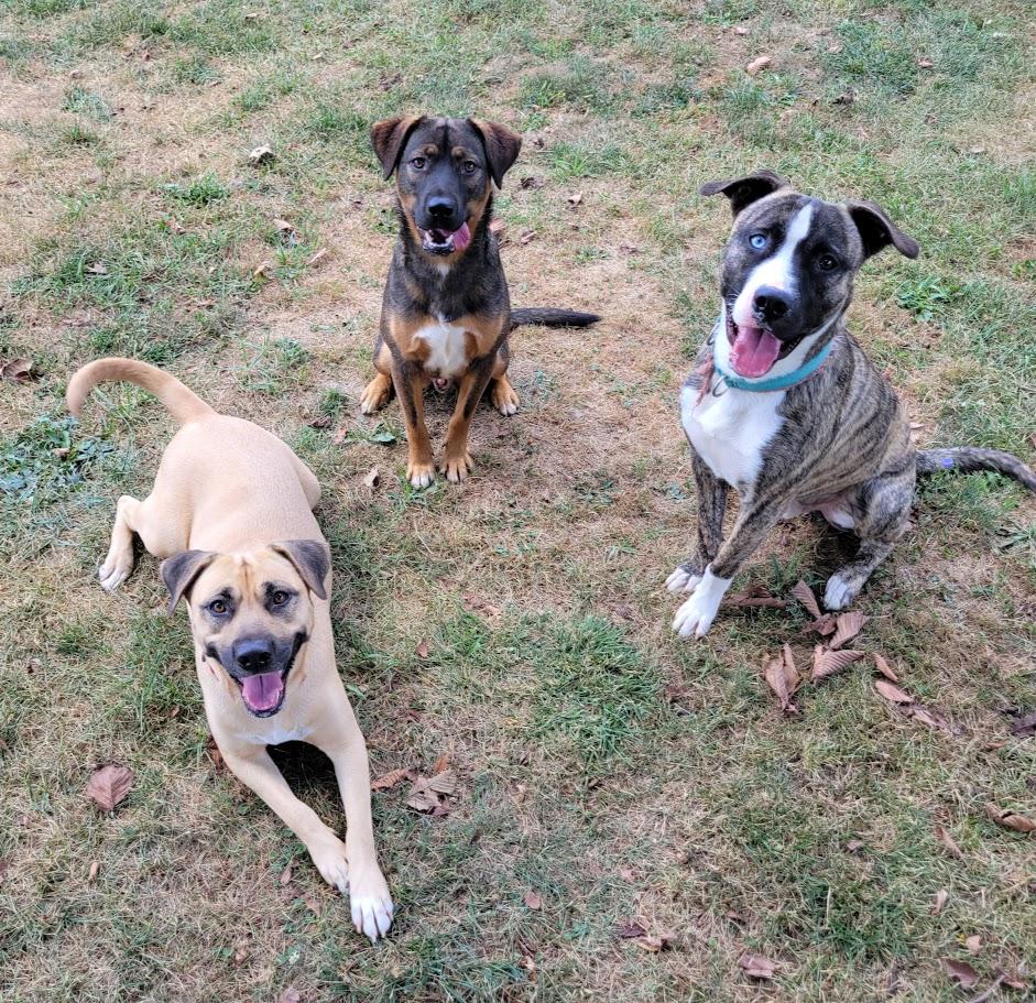 Enlarge Derringer, a Adoptable mixed breed in Lisbon, OH image 2/6