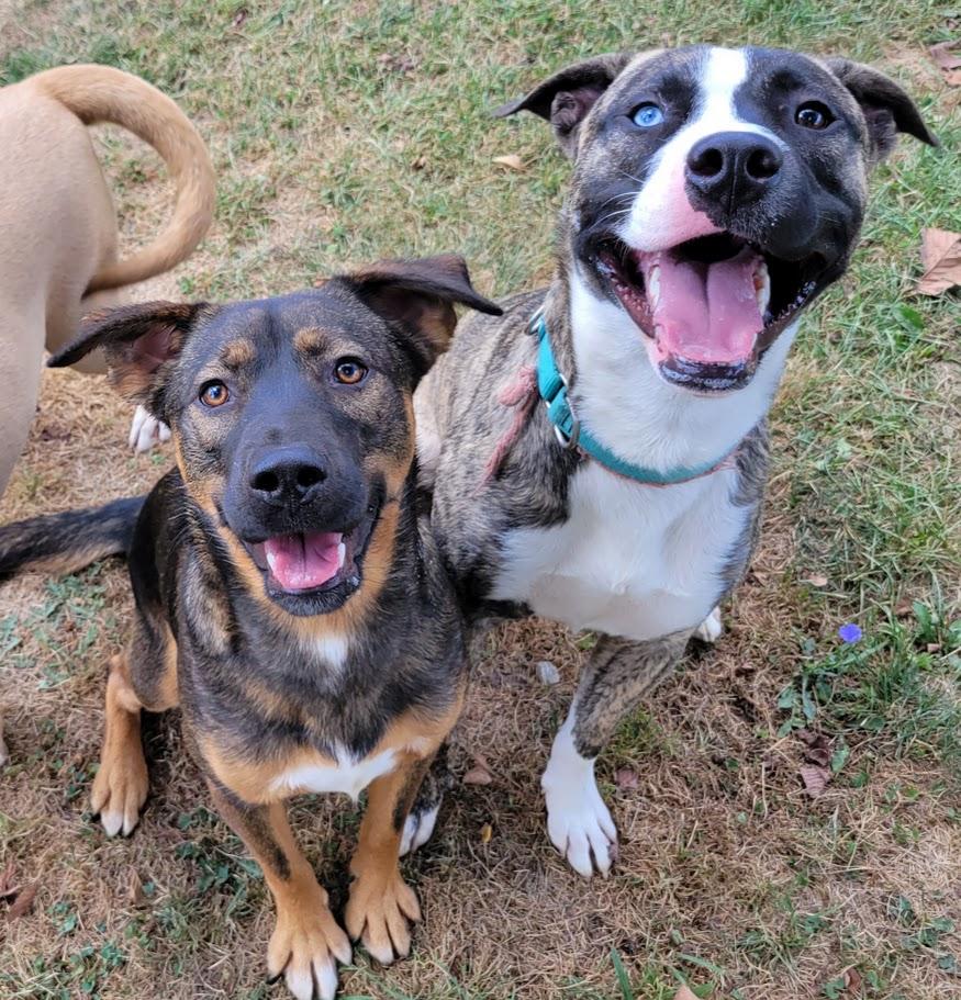Enlarge Derringer, a Adoptable mixed breed in Lisbon, OH image 3/6