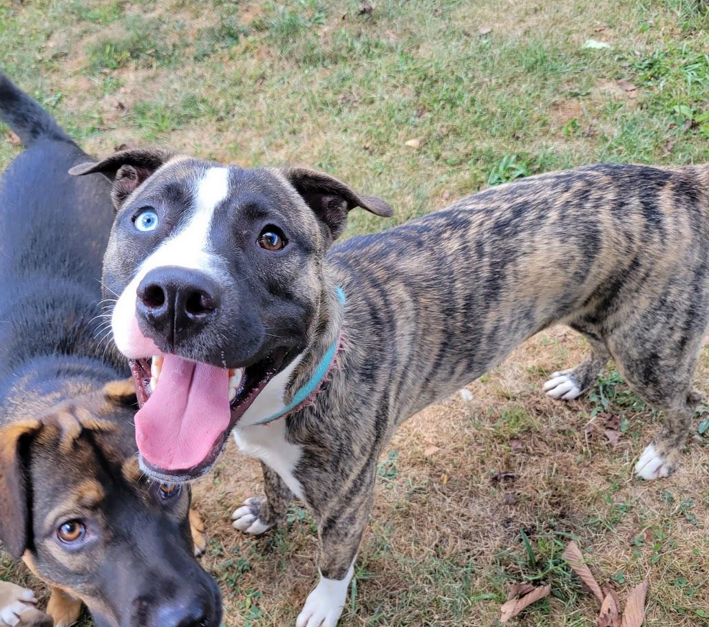 Enlarge Derringer, a Adoptable mixed breed in Lisbon, OH image 6/6