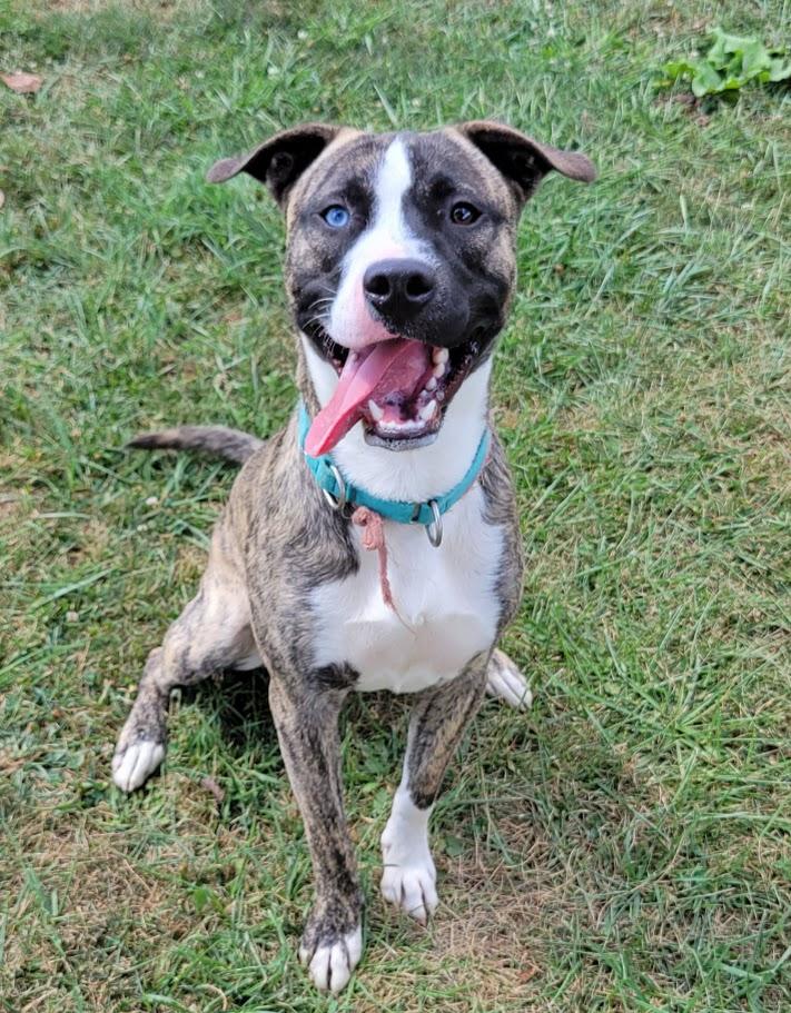 Enlarge Derringer, a Adoptable mixed breed in Lisbon, OH image 1/6