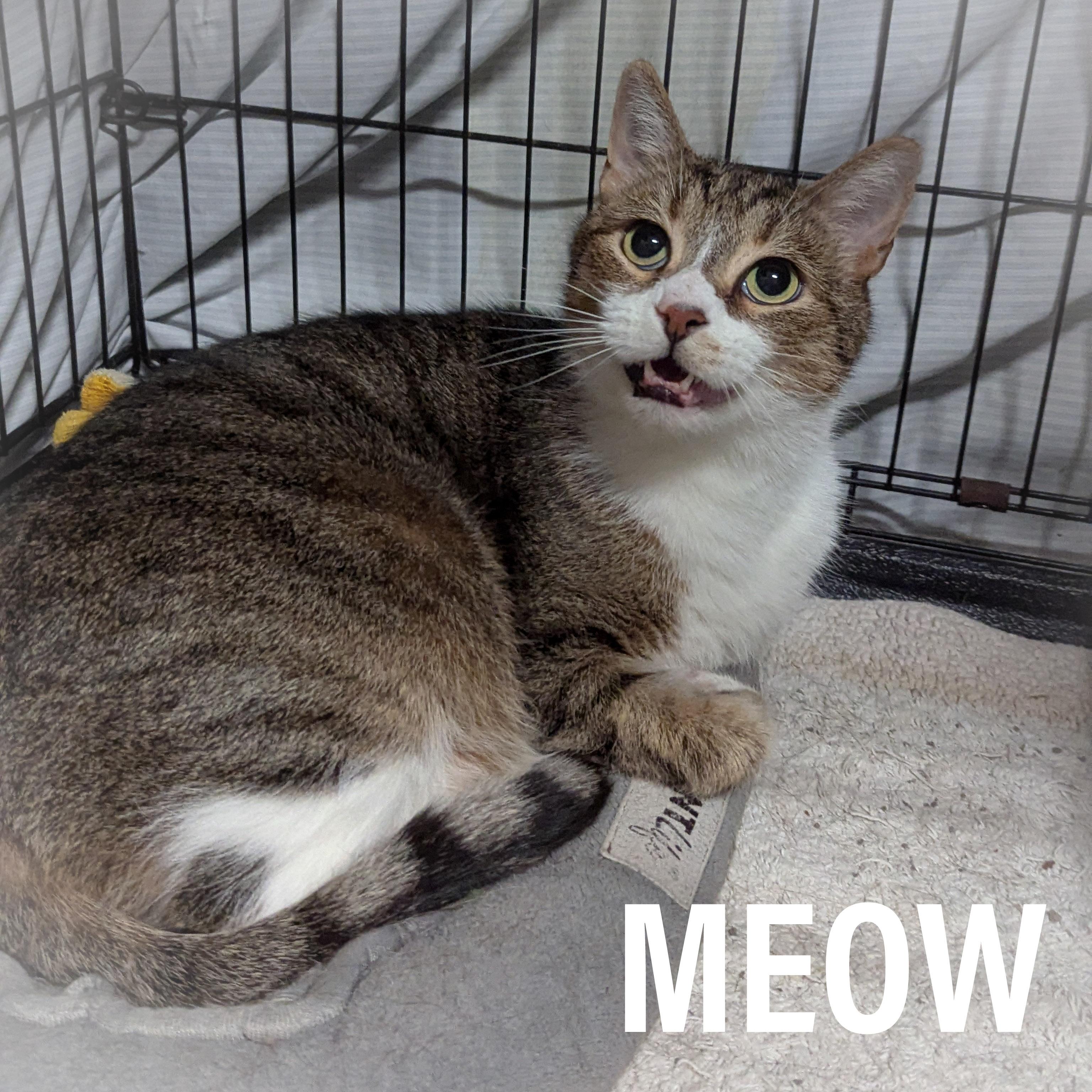 Meow