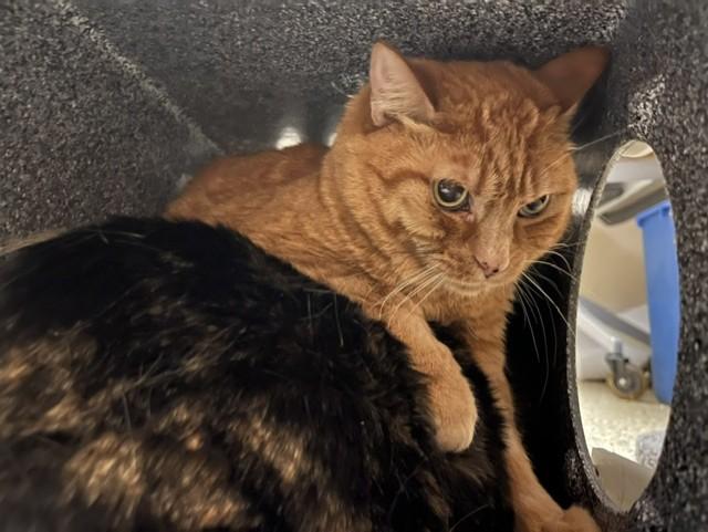 MANDY, Adoptable, Adult Female Domestic Short Hair.