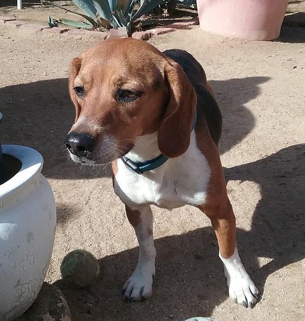 Darby, Adopted, Young Male Beagle.