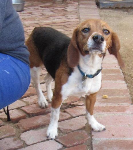 Enlarge Darby, a Adopted Beagle in Apple Valley, CA image 2/3