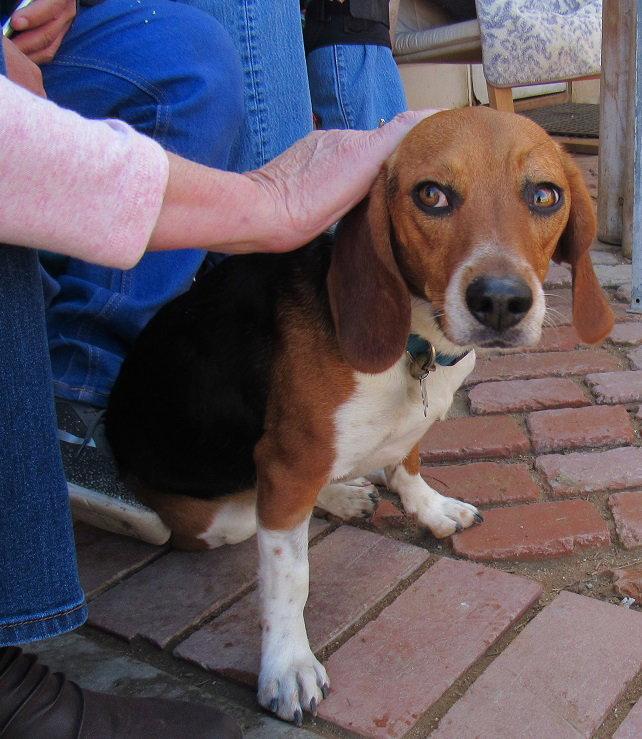 Enlarge Darby, a Adopted Beagle in Apple Valley, CA image 3/3