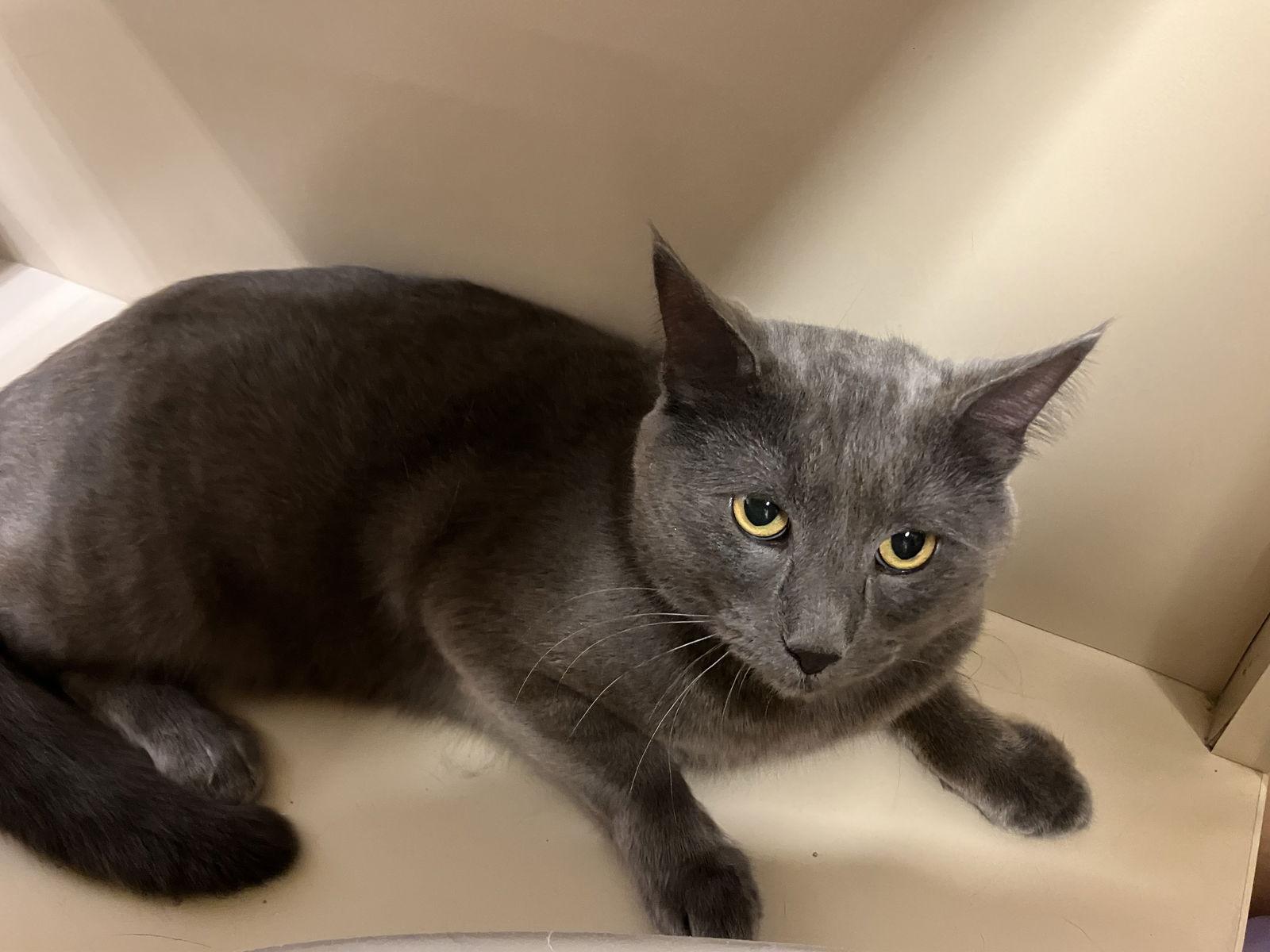 Mooney, Adopted, Young Male Russian Blue & Domestic Short Hair.