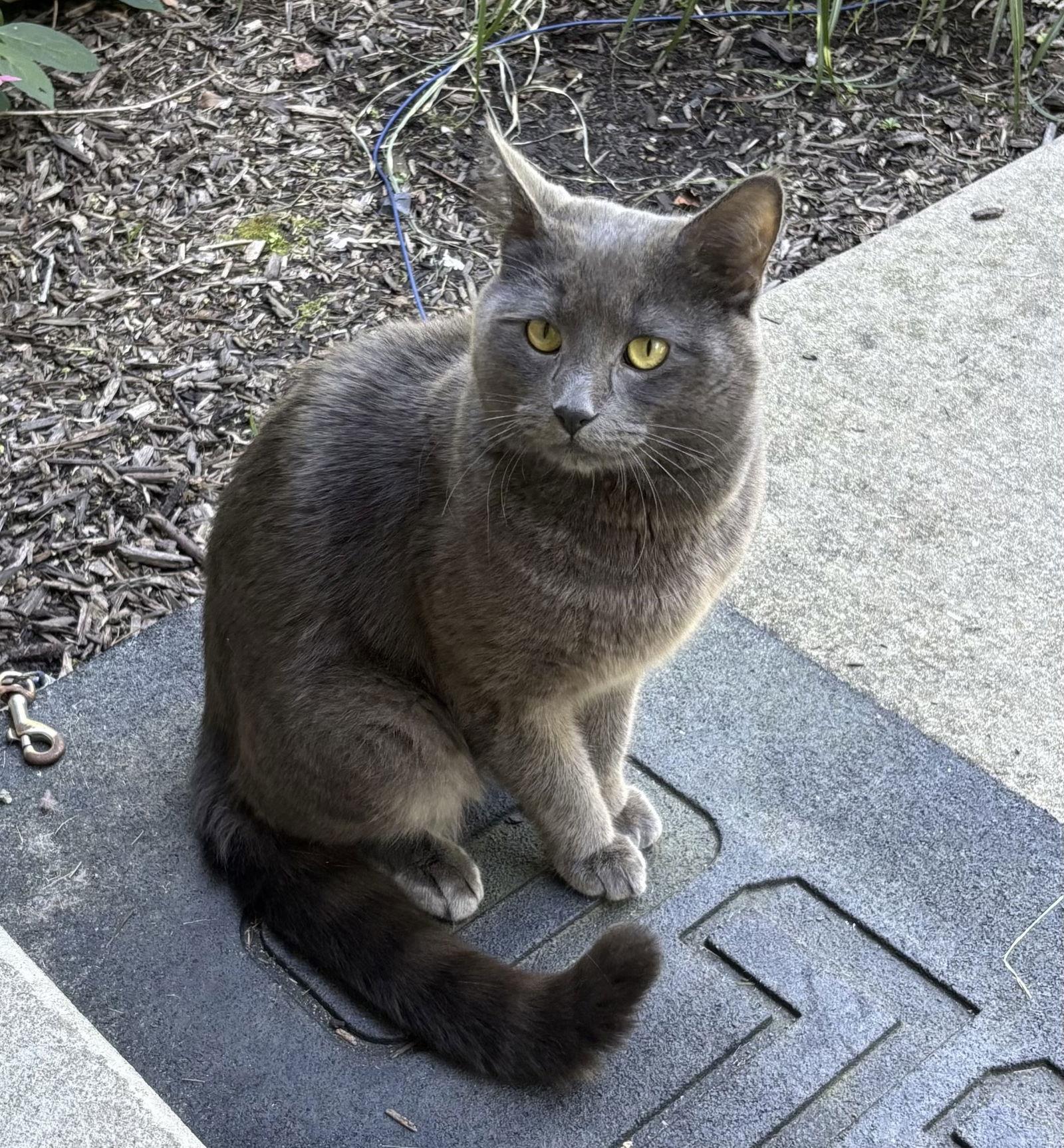 Mooney, a Adopted mixed breed in Trexlertown, PA image 2/2