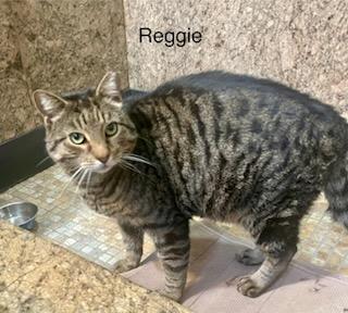 Reggie, a ADOPTABLE Domestic Short Hair in Brooklyn, NY image 3/4