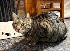 Reggie, a ADOPTABLE Domestic Short Hair in Brooklyn, NY image 4/4