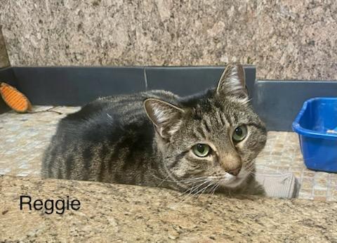 Reggie, a ADOPTABLE Domestic Short Hair in Brooklyn, NY image 2/4
