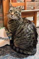 Reggie, ADOPTABLE, Adult Male Domestic Short Hair.