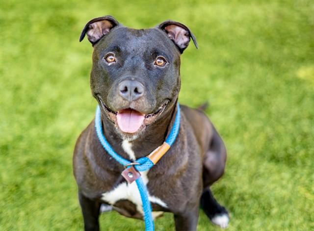 OLIVIA, Adoptable, Young Female Pit Bull Terrier.