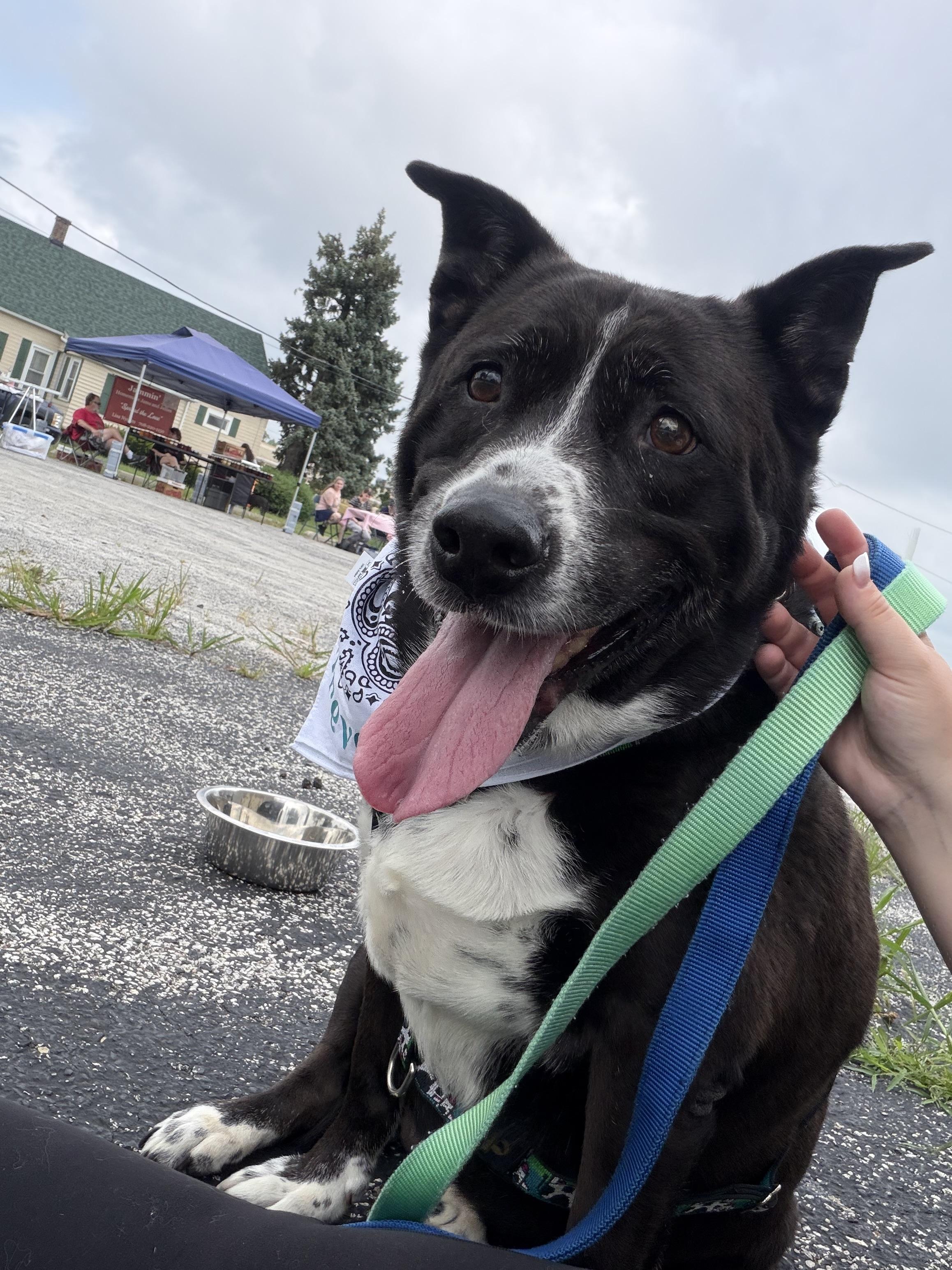 Enlarge Lucky, a ADOPTABLE mixed breed in Steger, IL image 5/6