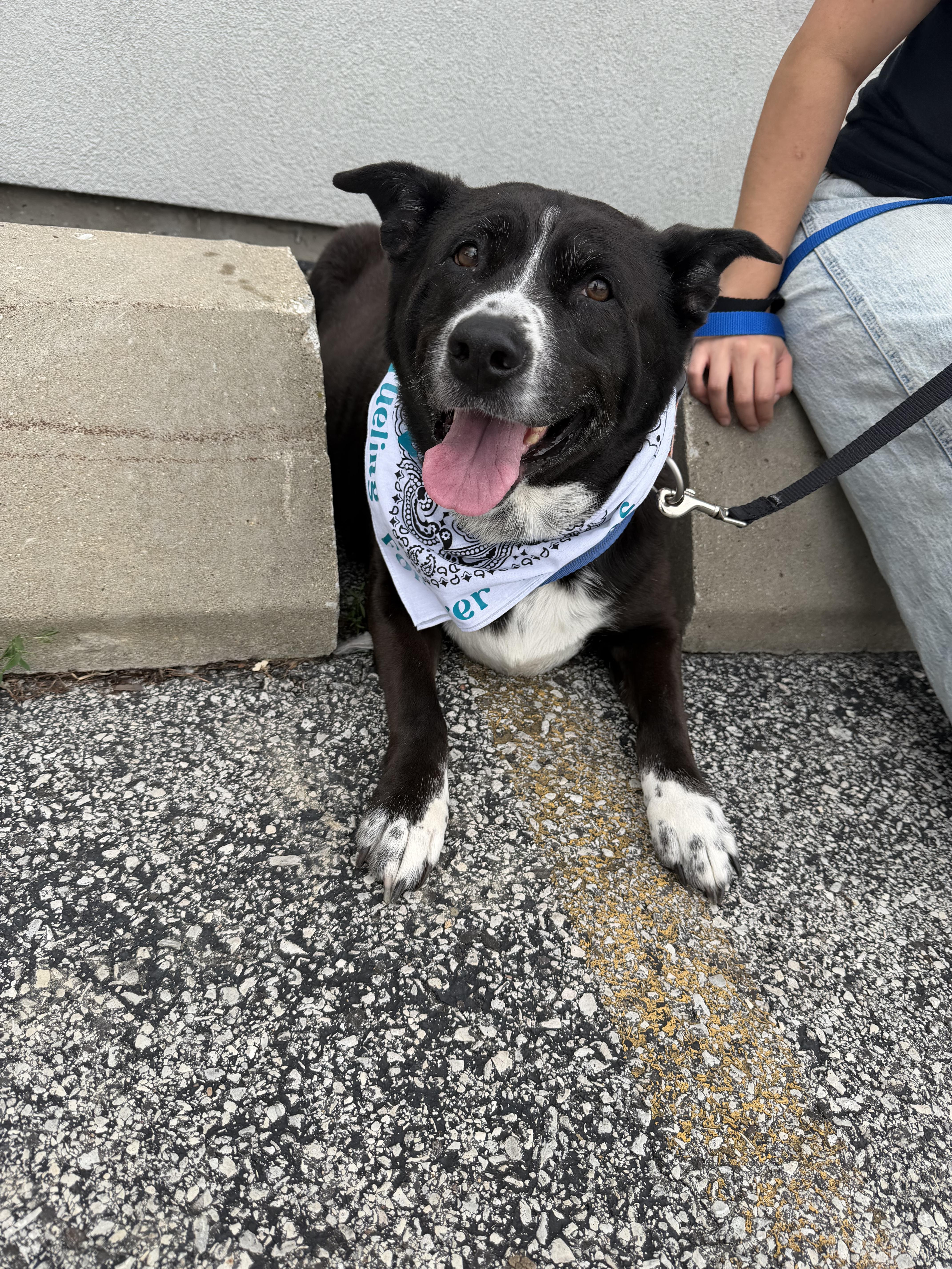 Enlarge Lucky, a ADOPTABLE mixed breed in Steger, IL image 2/6