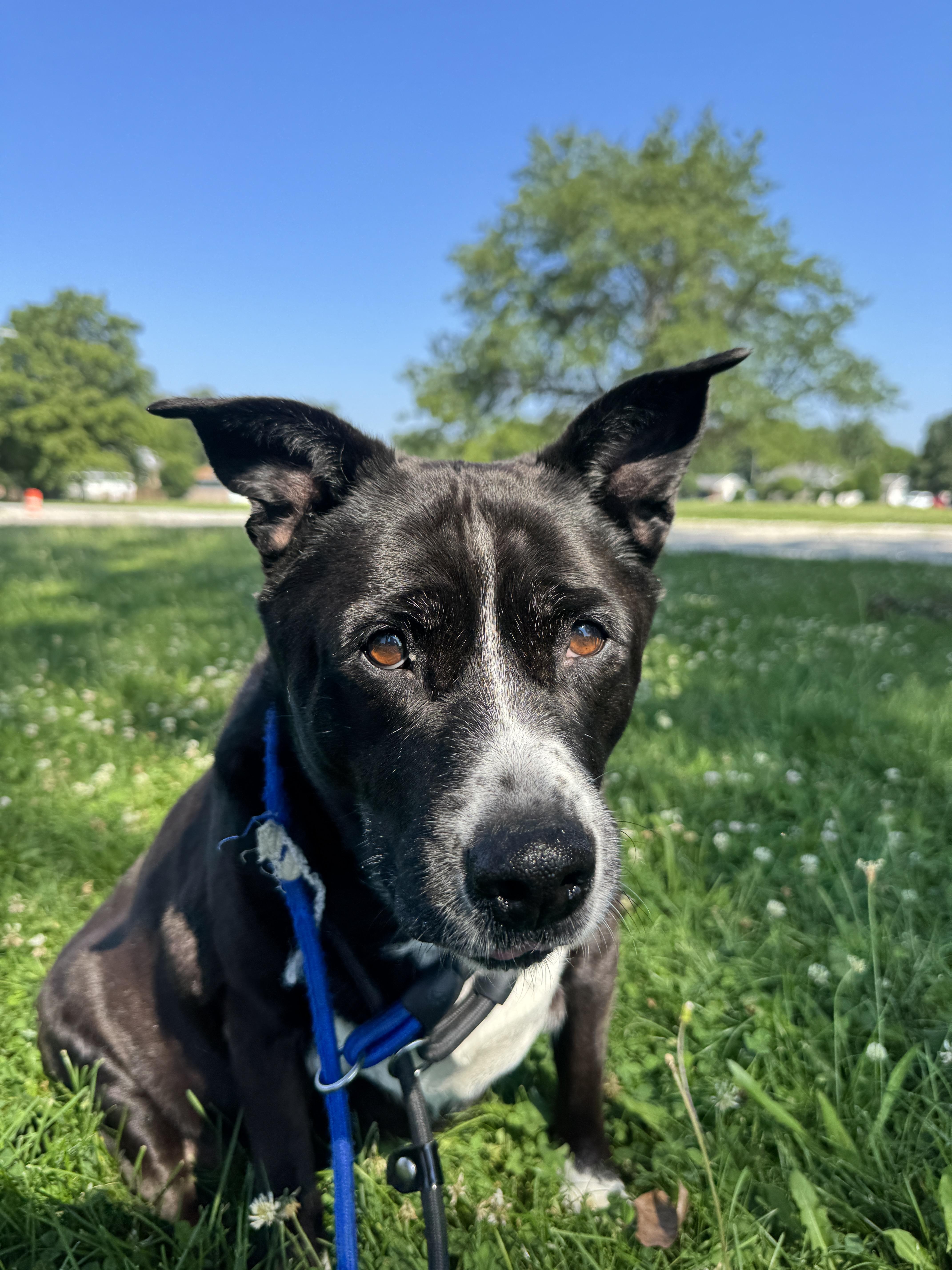Lucky, ADOPTABLE, Senior Female Australian Cattle Dog / Blue Heeler & Black Labrador Retriever.