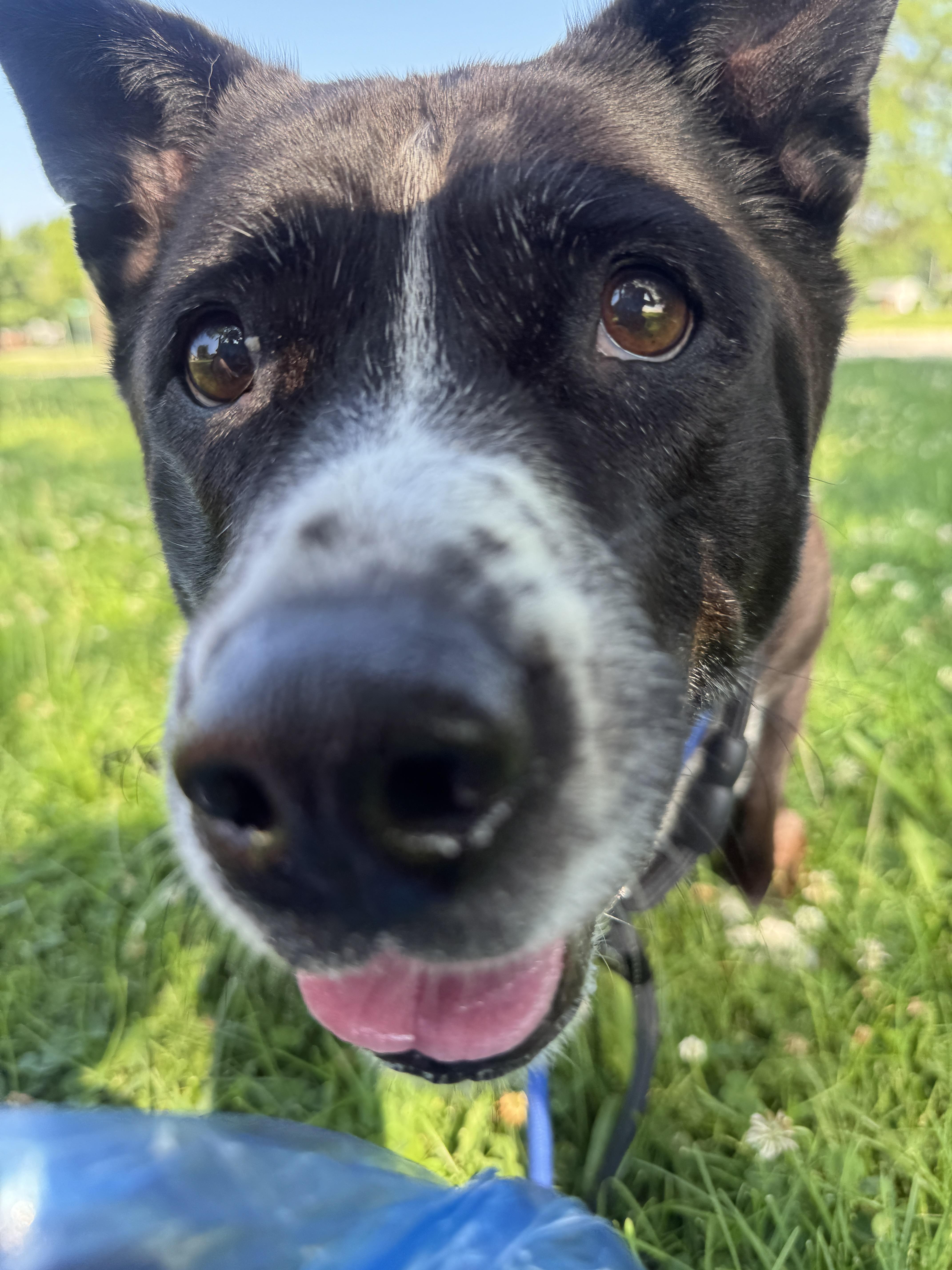 Enlarge Lucky, a ADOPTABLE mixed breed in Steger, IL image 4/6