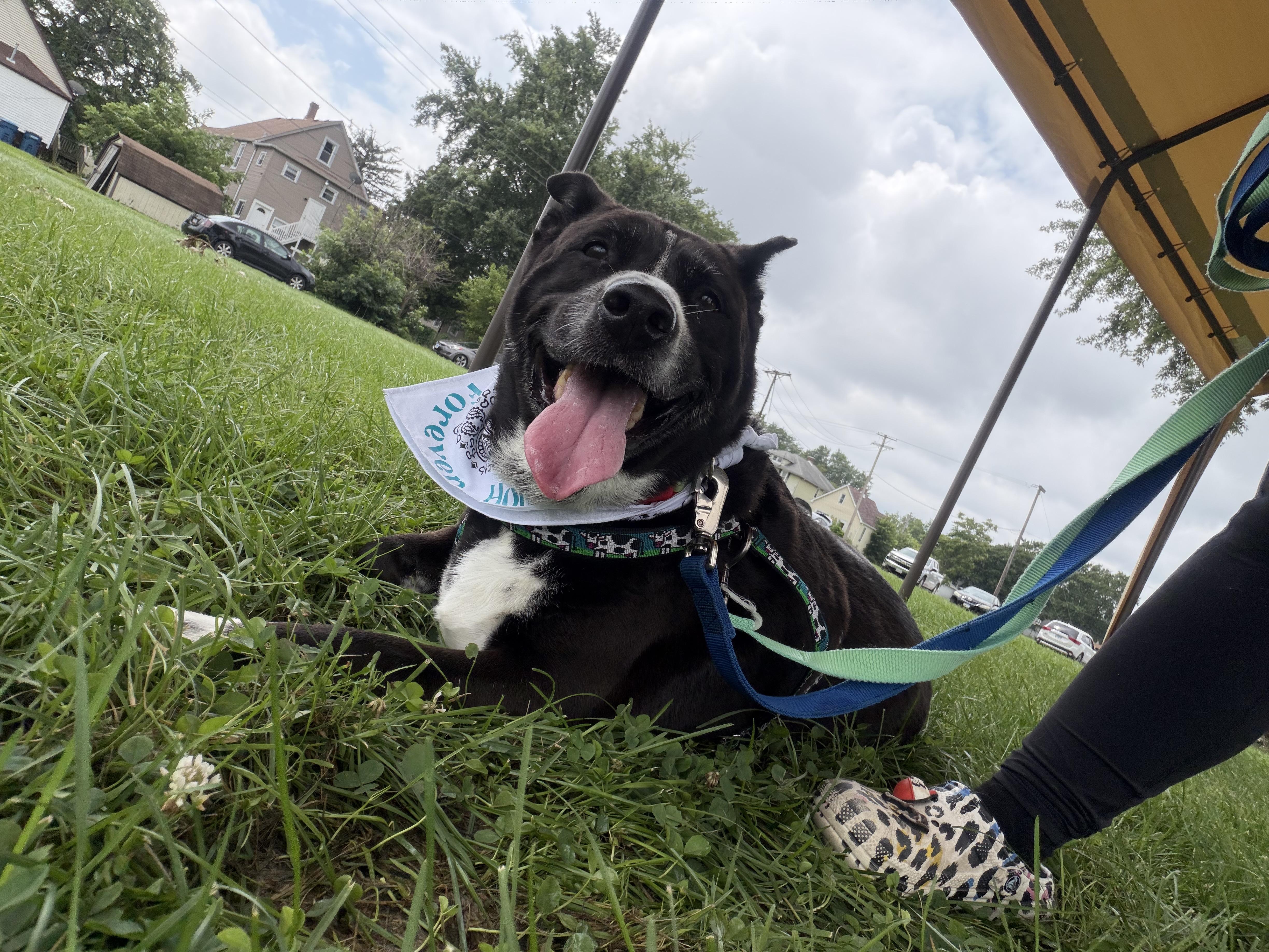 Enlarge Lucky, a ADOPTABLE mixed breed in Steger, IL image 6/6