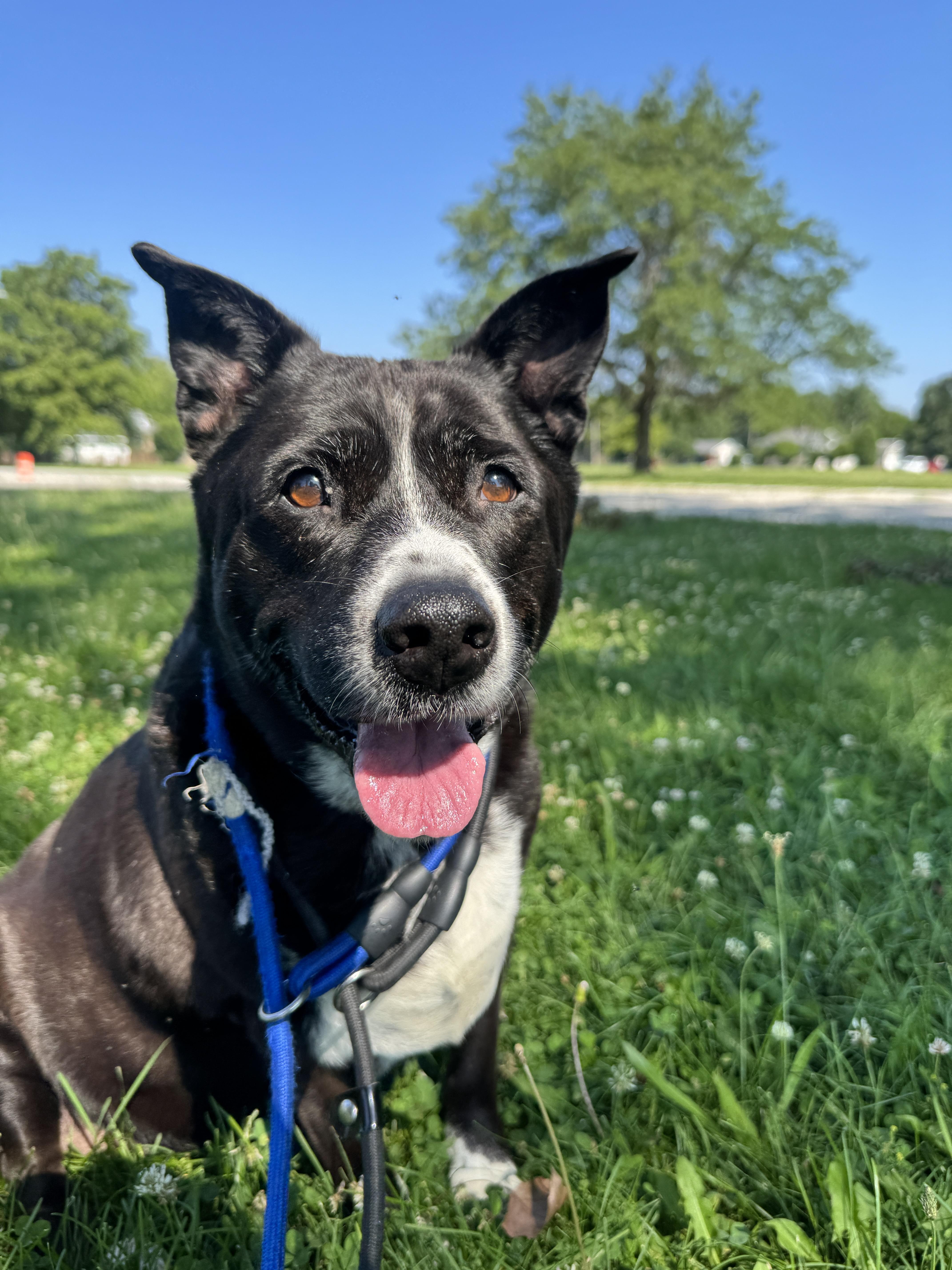 Enlarge Lucky, a ADOPTABLE mixed breed in Steger, IL image 3/6