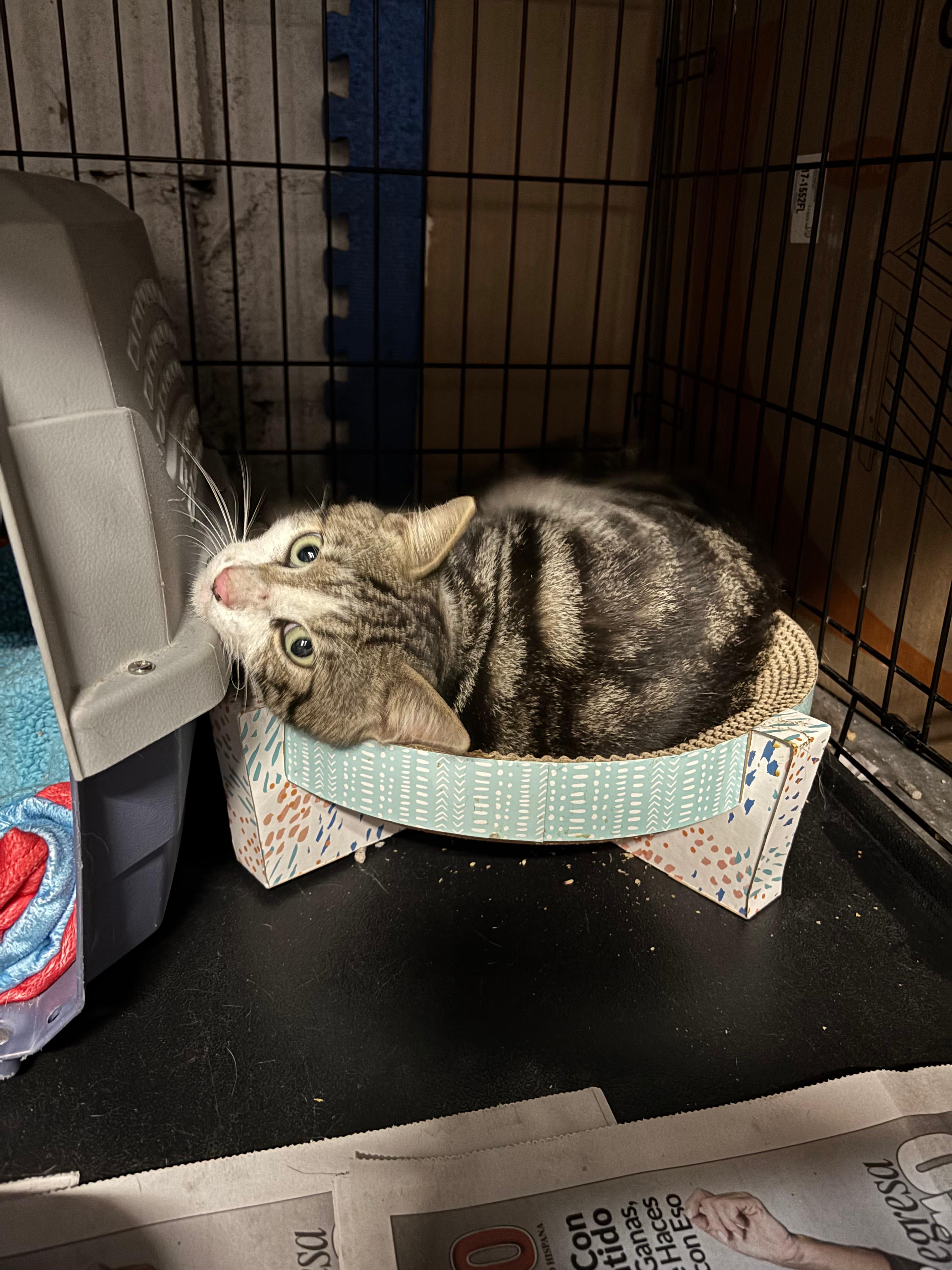 Liberty Domestic Short Hair Cat