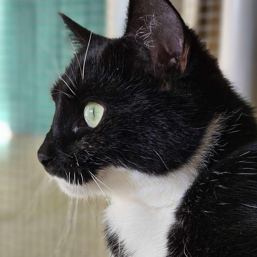 Juniper, Adoptable, Adult Female Domestic Short Hair.