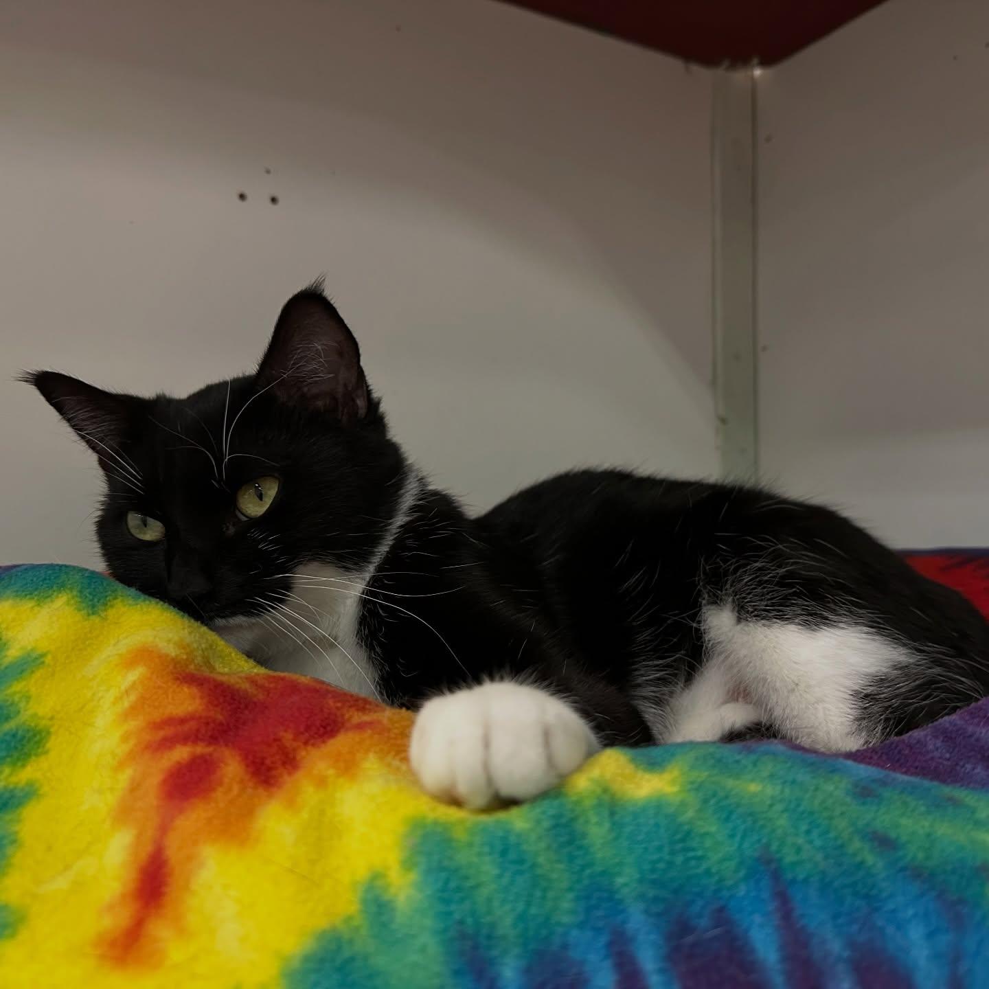 Juniper, a Adoptable Domestic Short Hair in Winona, MN image 2/5