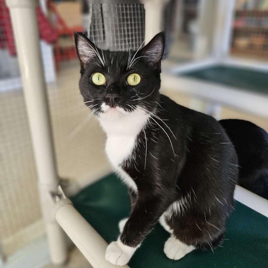 Juniper, a Adoptable Domestic Short Hair in Winona, MN image 3/5