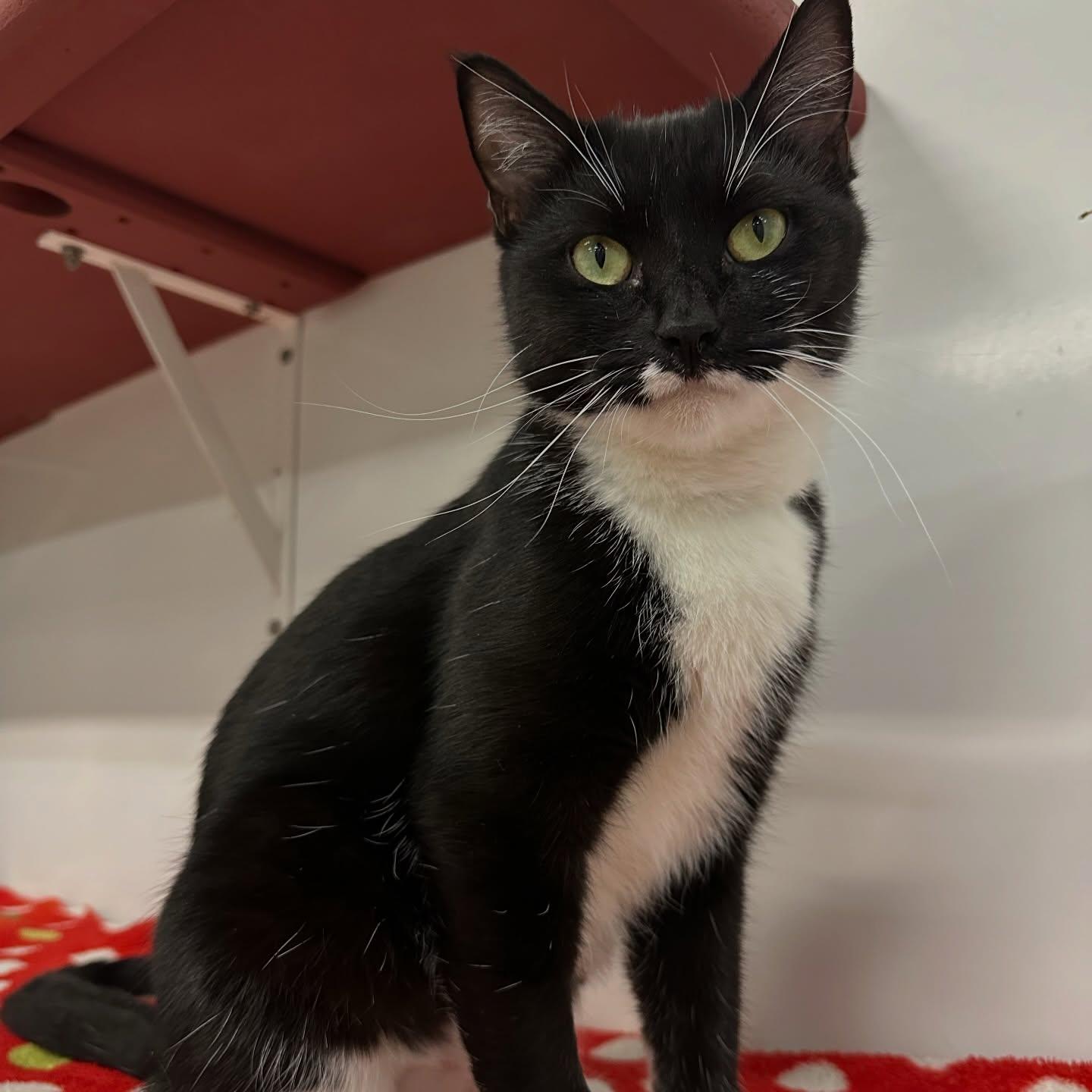 Juniper, a Adoptable Domestic Short Hair in Winona, MN image 4/5