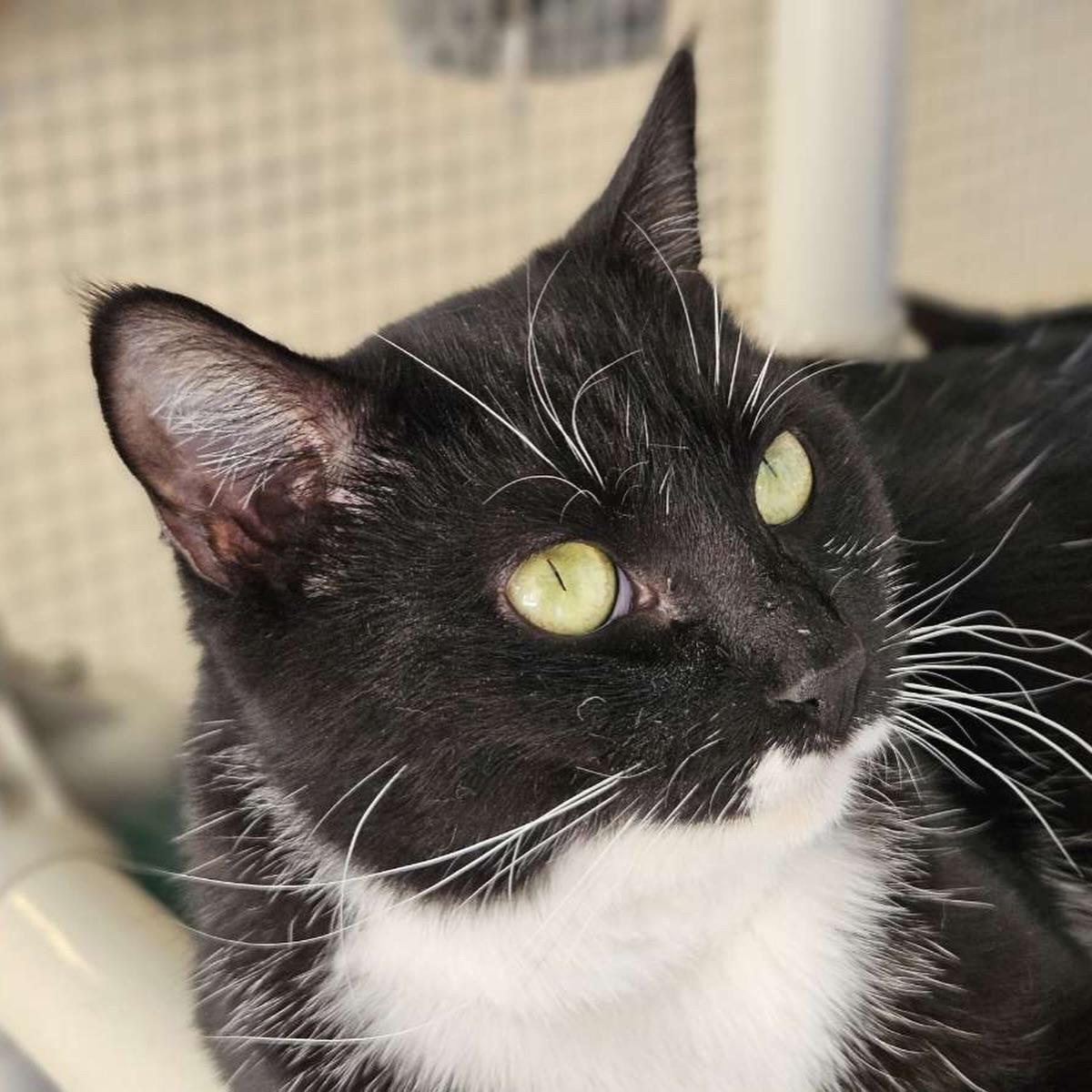 Juniper, Adoptable, Adult Female Domestic Short Hair.