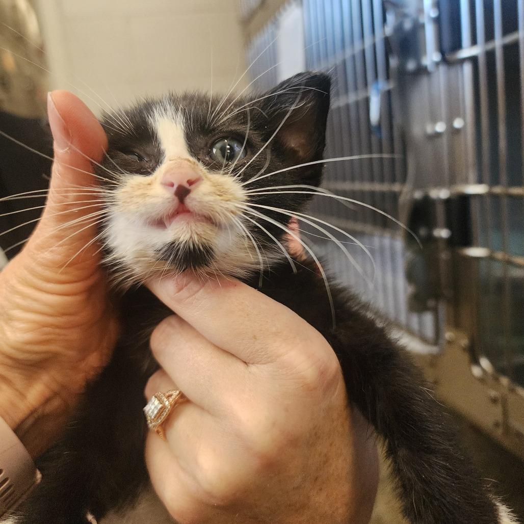 Enlarge Socks, a Adoptable Domestic Short Hair in Evensville, TN image 1/3