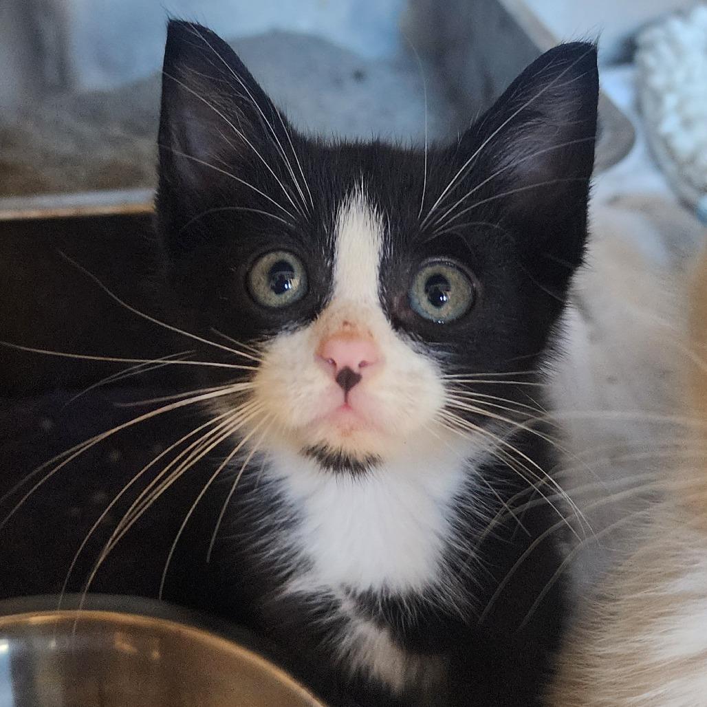 Enlarge Socks, a Adoptable Domestic Short Hair in Evensville, TN image 2/3