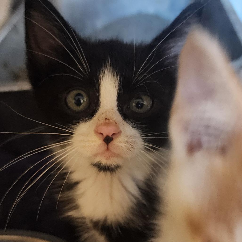 Enlarge Socks, a Adoptable Domestic Short Hair in Evensville, TN image 3/3