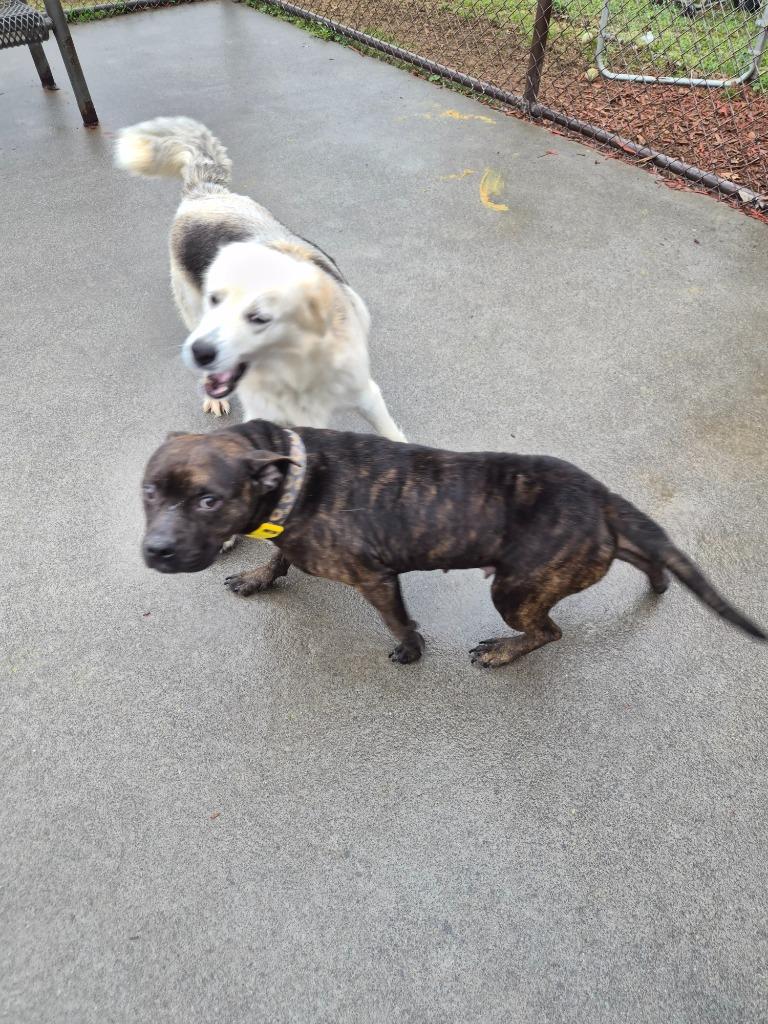 BRENDA, Adoptable, Young Female Mixed Breed.