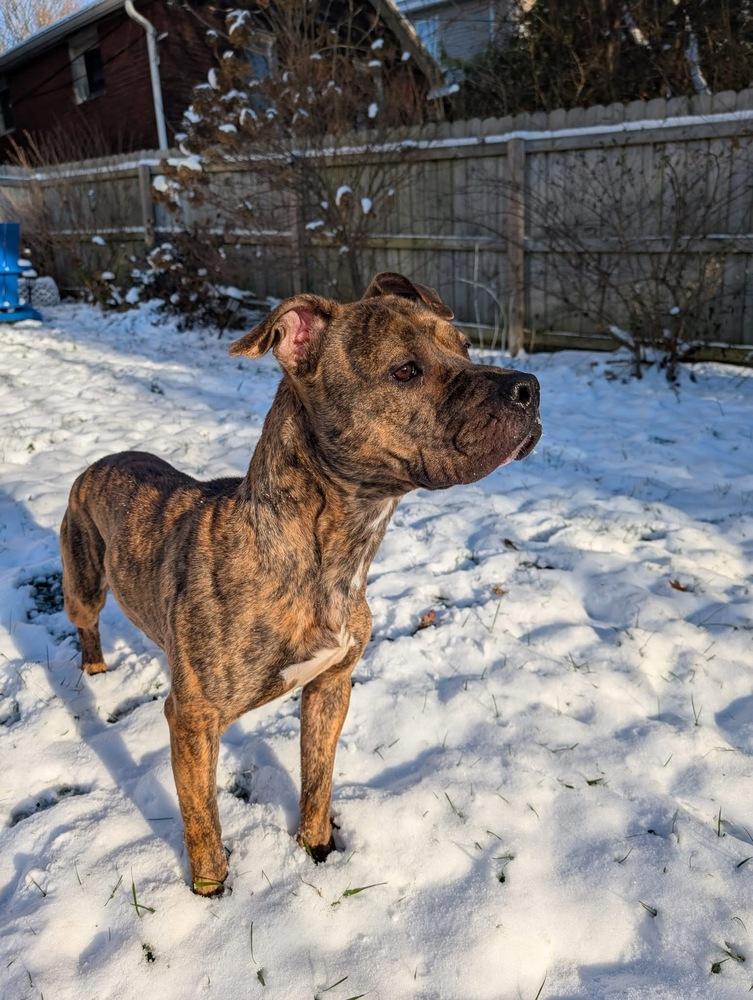 Rolo, a Adoptable mixed breed in Irwin, PA image 1/6
