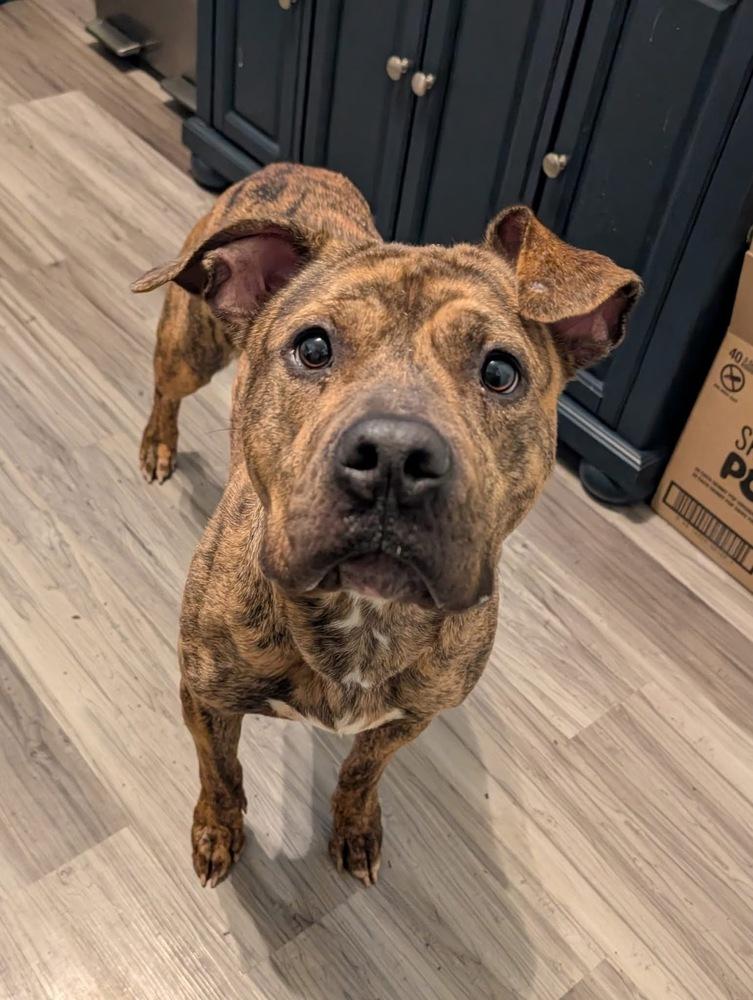 Rolo, a Adoptable mixed breed in Irwin, PA image 3/6