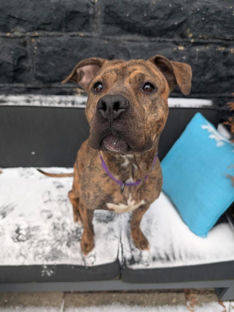 Rolo, a Adoptable mixed breed in Irwin, PA image 5/6